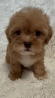 April, a female Shihpoo for sale in Raleigh, NC – 8 of 10