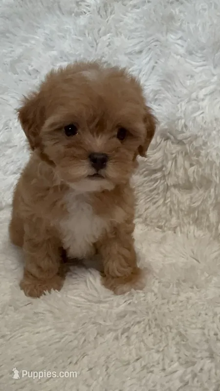 April – Shihpoo puppy for sale in Raleigh, NC