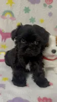 Ms. Candy, a female Morkie for sale in Raleigh, NC – 6 of 9