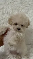 Ailey, a female Maltipoo for sale in Raleigh, NC – 4 of 10