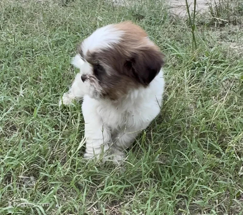 Kenia – Shihpoo puppy for sale in Raleigh, NC