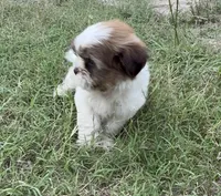 Kenia, a female Shihpoo for sale in Raleigh, NC – 8 of 10