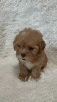 April, a female Shihpoo for sale in Raleigh, NC – 4 of 10