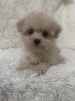 Ailey, a female Maltipoo for sale in Raleigh, NC – 6 of 10