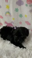 Ms. Candy, a female Morkie for sale in Raleigh, NC – 7 of 9