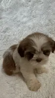 Kenia, a female Shihpoo for sale in Raleigh, NC – 3 of 10