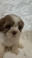 Kenia, a female Shihpoo for sale in Raleigh, NC – 4 of 10