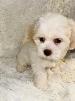 Snow, a female Shihpoo for sale in Raleigh, NC – 7 of 7