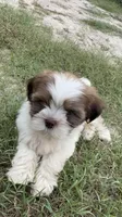Kenia, a female Shihpoo for sale in Raleigh, NC – 9 of 10