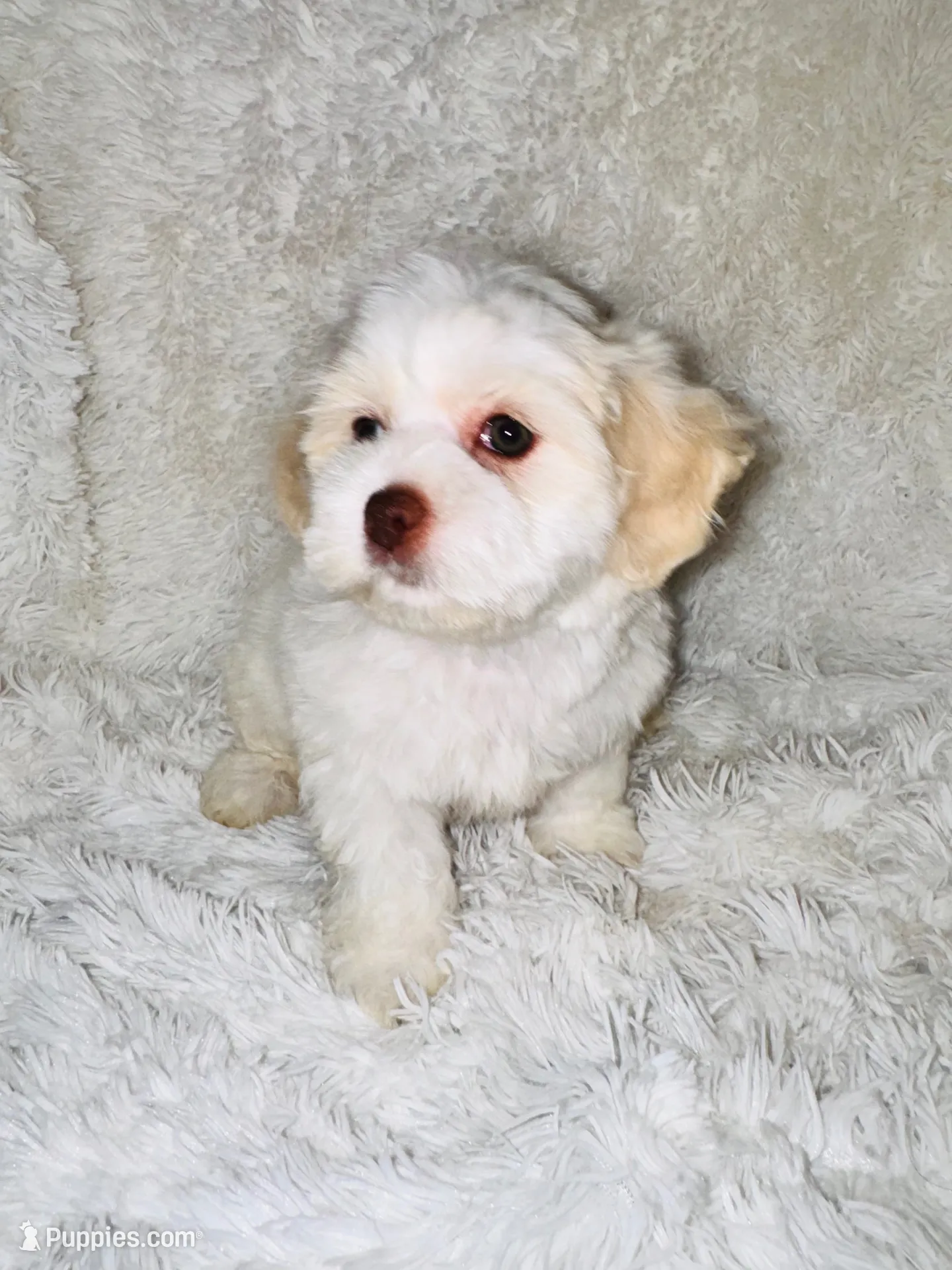 Snow, a female Shihpoo for sale in Raleigh, NC – 2 of 7