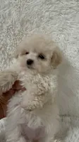 Ailey, a female Maltipoo for sale in Raleigh, NC – 2 of 10