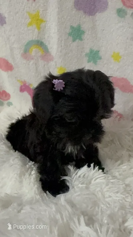 Ms. Candy – Morkie puppy for sale in Raleigh, NC