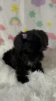 Ms. Candy, a female Morkie for sale in Raleigh, NC – 1 of 9