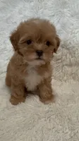 April, a female Shihpoo for sale in Raleigh, NC – 10 of 10