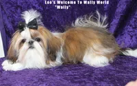 Miss Blaire, a female Shih Tzu for sale in Beloit, KS – 3 of 4