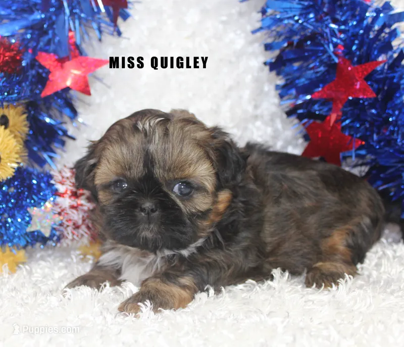 Miss Quigley – Shih Tzu puppy for sale in Beloit, KS