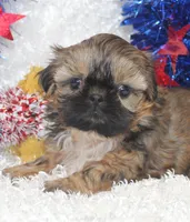 Miss Blaire, a female Shih Tzu for sale in Beloit, KS – 2 of 4