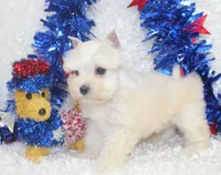 Miss Paislee, a female Miniature Schnauzer for sale in Beloit, KS – 2 of 5