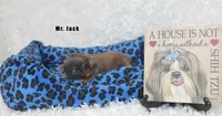 Mr. Jack, a male Shih Tzu for sale in Beloit, KS – Photo 1 of 4