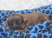 Mr. Jack, a male Shih Tzu for sale in Beloit, KS – Photo 2 of 4