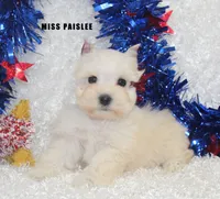 Miss Paislee, a female Miniature Schnauzer for sale in Beloit, KS – 1 of 5