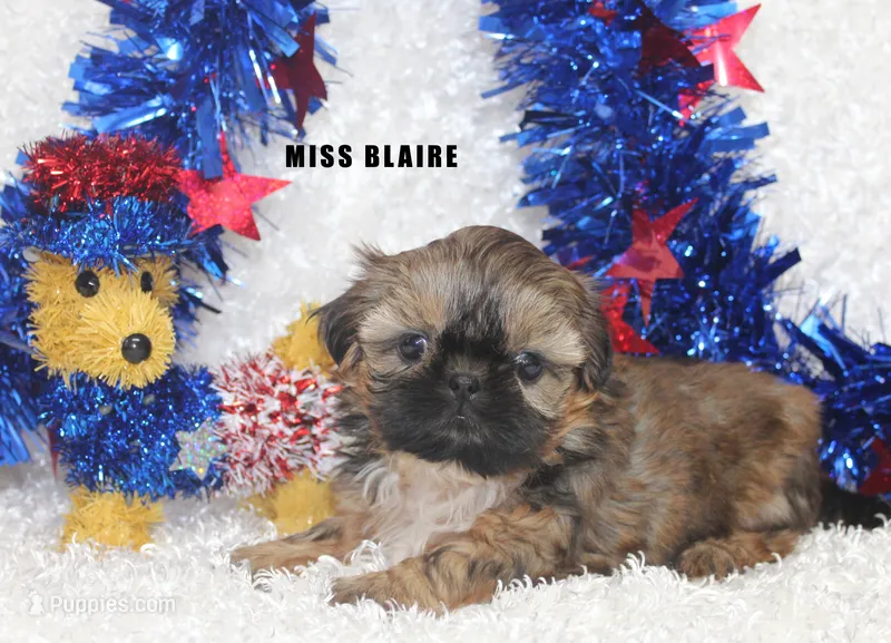 Miss Blaire – Shih Tzu puppy for sale in Beloit, KS