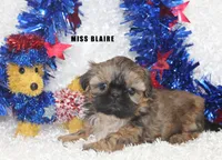 Miss Blaire, a female Shih Tzu for sale in Beloit, KS – 1 of 4