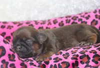 Miss Janet , a female Shih Tzu for sale in Beloit, KS – Photo 2 of 4