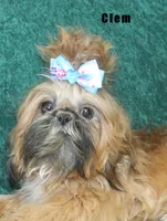 Miss Janet , a female Shih Tzu for sale in Beloit, KS – Photo 4 of 4