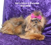 Miss Blaire, a female Shih Tzu for sale in Beloit, KS – 4 of 4
