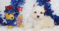 Miss Paislee, a female Miniature Schnauzer for sale in Beloit, KS – 3 of 5