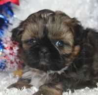 Miss Quigley, a female Shih Tzu for sale in Beloit, KS – 2 of 4