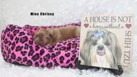 Miss Chrissy, a female Shih Tzu for sale in Beloit, KS – Photo 1 of 4