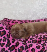 Miss Chrissy, a female Shih Tzu for sale in Beloit, KS – Photo 2 of 4