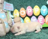 Miss Madge, a female Miniature Schnauzer for sale in Beloit, KS – Photo 2 of 4