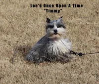 Miss Madge, a female Miniature Schnauzer for sale in Beloit, KS – Photo 4 of 4