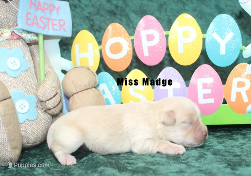 Miss Madge – Miniature Schnauzer puppy for sale in Beloit, KS