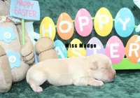 Miss Madge, a female Miniature Schnauzer for sale in Beloit, KS – Photo 1 of 4