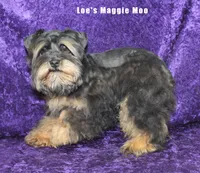 Miss Madge, a female Miniature Schnauzer for sale in Beloit, KS – Photo 3 of 4