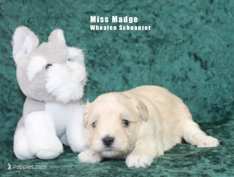 Miss Madge – Miniature Schnauzer puppy for sale in Beloit, KS