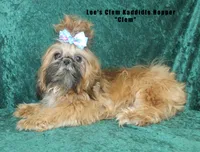 Miss Quigley, a female Shih Tzu for sale in Beloit, KS – 3 of 4