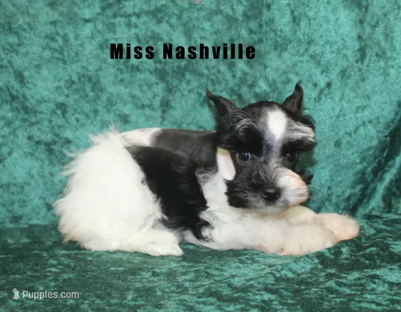 Miss Nashville – Miniature Schnauzer puppy for sale in Beloit, KS