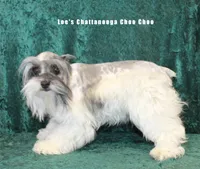Miss Nashville, a female Miniature Schnauzer for sale in Beloit, KS – Photo 3 of 4