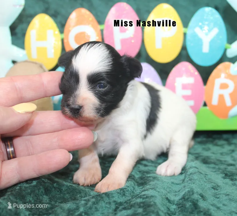 Miss Nashville – Miniature Schnauzer puppy for sale in Beloit, KS