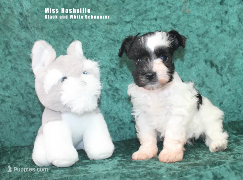 Miss Nashville – Miniature Schnauzer puppy for sale in Beloit, KS