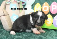 Miss Memphis, a female Miniature Schnauzer for sale in Beloit, KS – Photo 1 of 4
