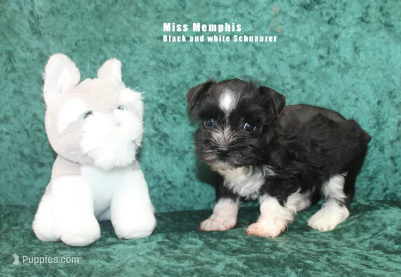 Miss Memphis – Miniature Schnauzer puppy for sale in Beloit, KS