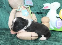 Miss Memphis, a female Miniature Schnauzer for sale in Beloit, KS – Photo 2 of 4