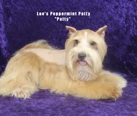 Miss Paislee, a female Miniature Schnauzer for sale in Beloit, KS – 5 of 5