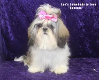 Miss Quigley, a female Shih Tzu for sale in Beloit, KS – 4 of 4